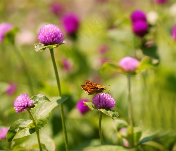 唯美高清鲜花图片