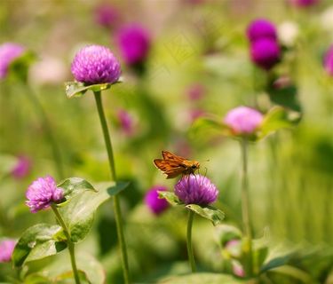 唯美高清鲜花图片