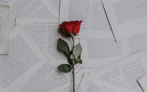 一朵玫瑰花素材