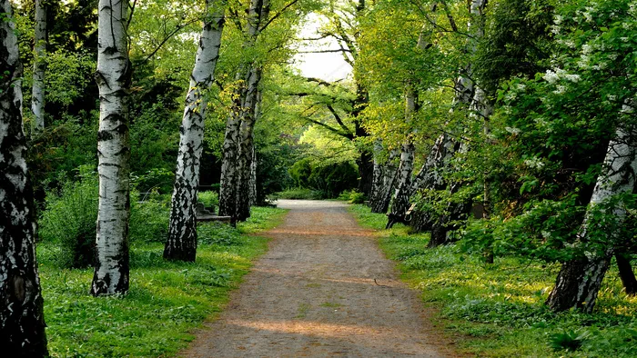林荫小路