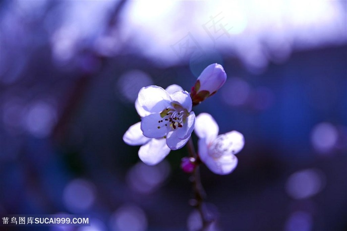 高清唯美梅花鲜花摄影图片