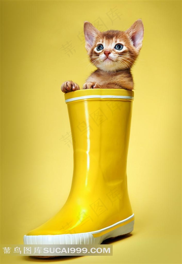 小猫系列 - 在鞋子里面的可爱小猫
