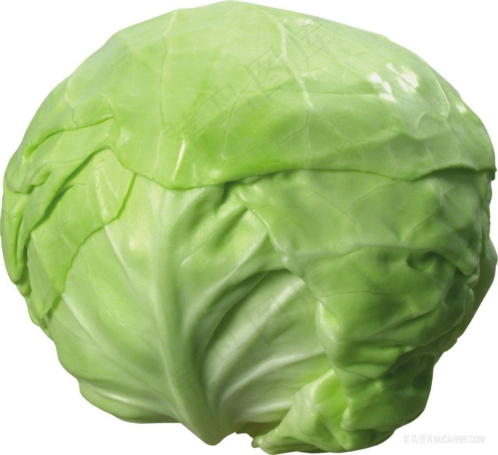 包菜 卷心菜 免扣素材