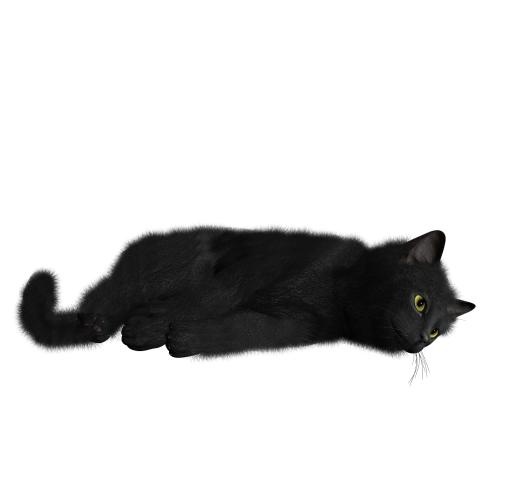 猫 PNG 图像免抠(1600x1520)