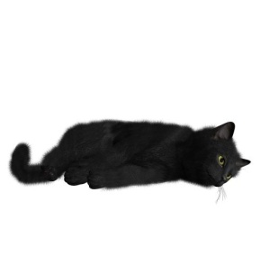 猫 PNG 图像免抠