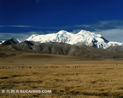 大草原雪山风景素材图片
