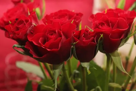 玫瑰花摄影图情人节玫瑰花配图图片 玫瑰花摄影图情人节玫瑰花配图图片
