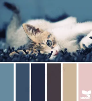 动物配色色卡色彩搭配