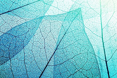 多彩唯美多重曝光树叶底纹背景高清图片