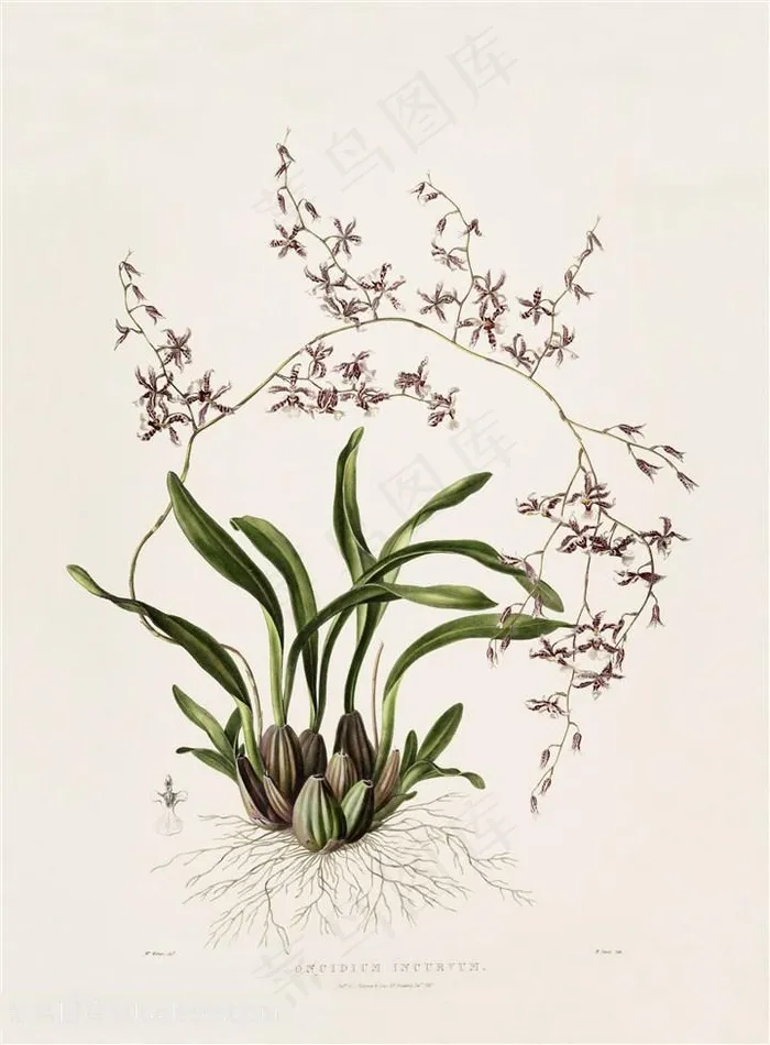 唯美兰花插画