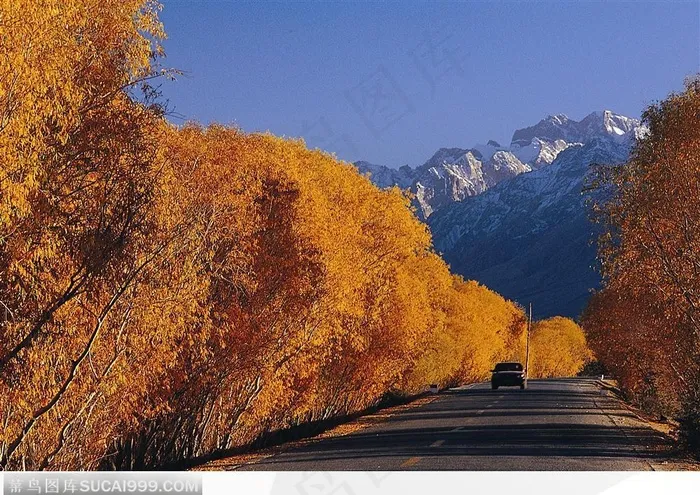 西藏风景-道路两旁金灿灿的胡杨树