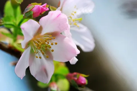 高清桃花素材图片下载 高清桃花素材图片下载