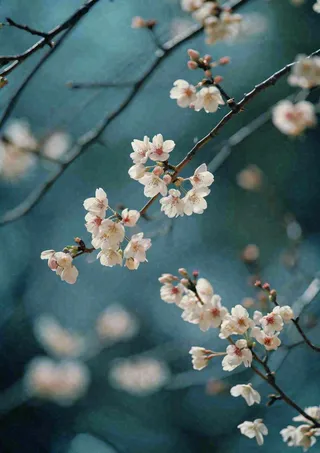 冬天浪漫白色花朵枝叶，冬季植物大雪小雪冬至新春摄影图