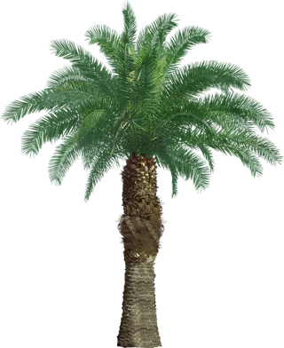 高清树木素材 免抠PSD植物素材 美术绘画园林贴图 树草灌木花草