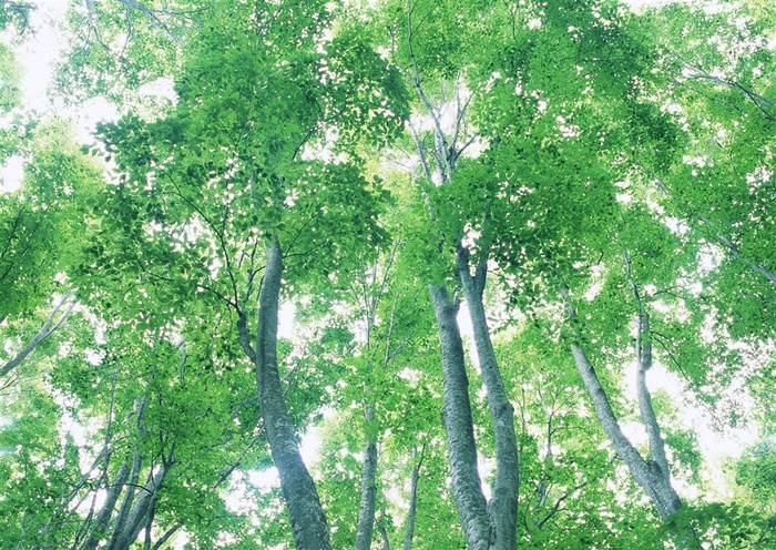 森林风景树林风景图片素材