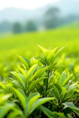 茶叶茶园种植摄影图