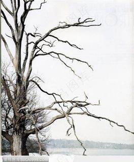 枯树特写31