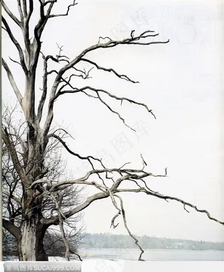枯树特写31