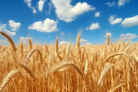 蓝天白云下成熟麦子近景高清细节摄影图