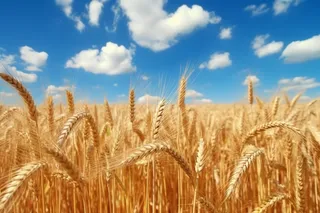 蓝天白云下成熟麦子近景高清细节摄影图