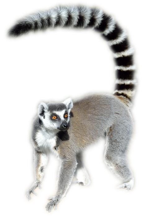 狐猴 PNG免抠(467x700)