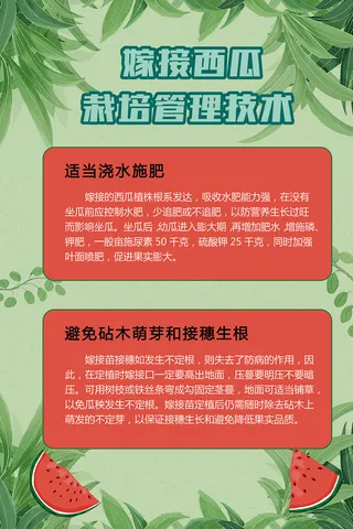 嫁接西瓜栽培管理农业技术海报