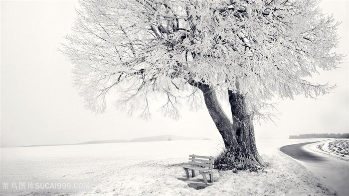 雪地雪景大树风景画壁纸