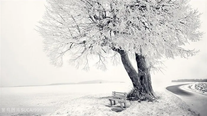 雪地雪景大树风景画壁纸