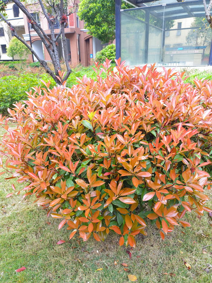红叶石楠风景树