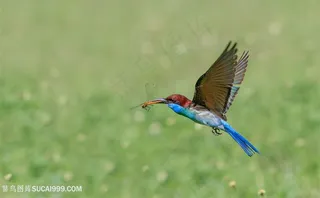 高清捕食的蓝喉蜂虎鸟类图片
