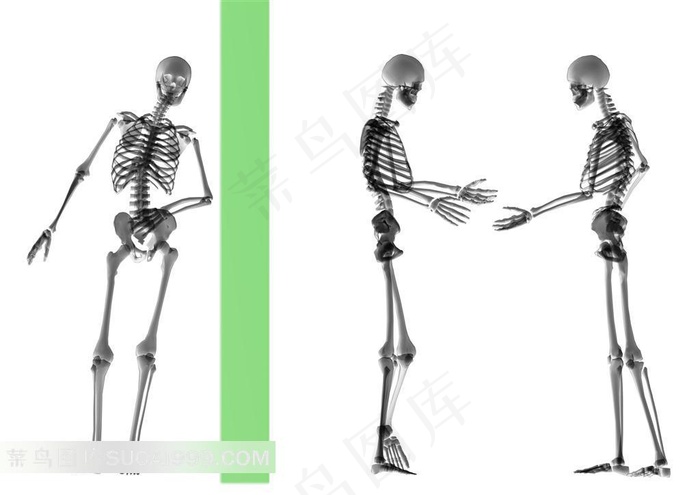 高清人体骨架精美素材