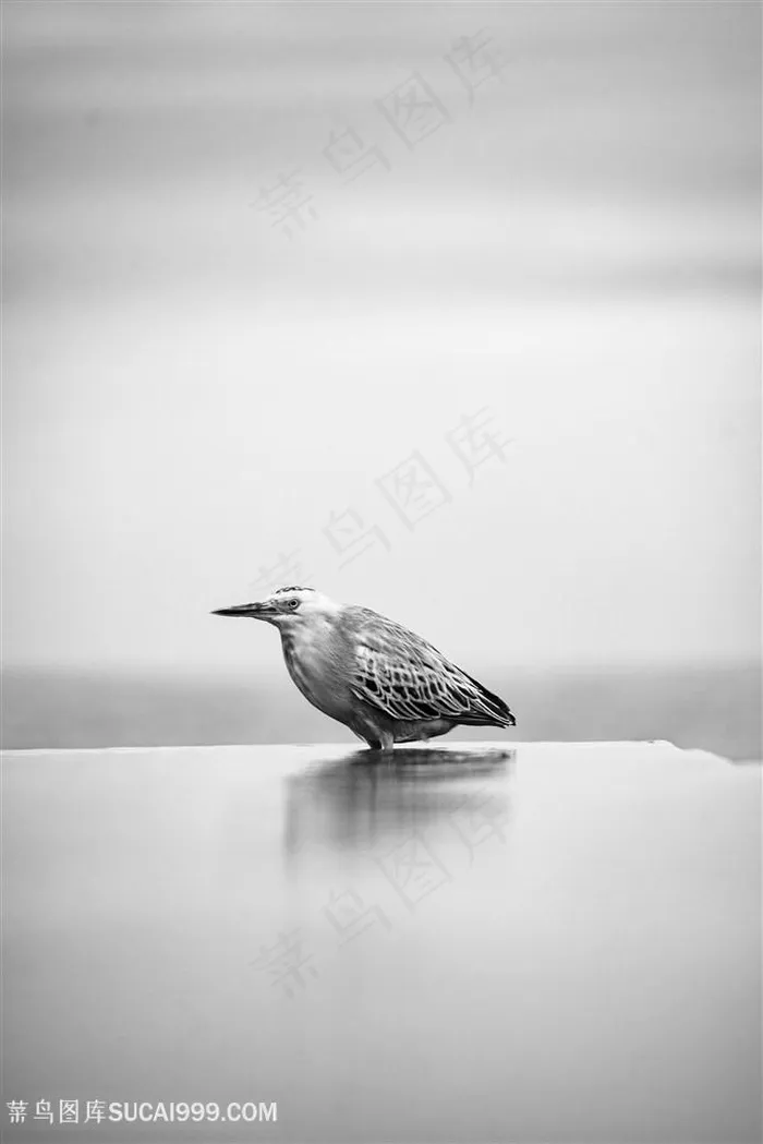 灰白色的背景下的鸟