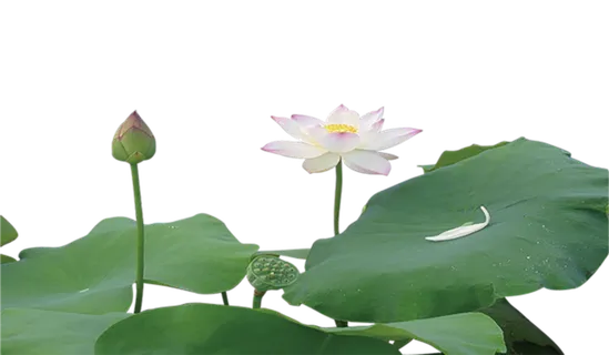 中国古风元素荷花