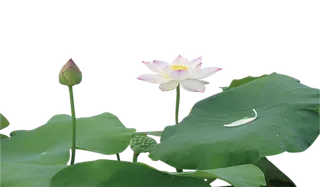 中国古风元素荷花