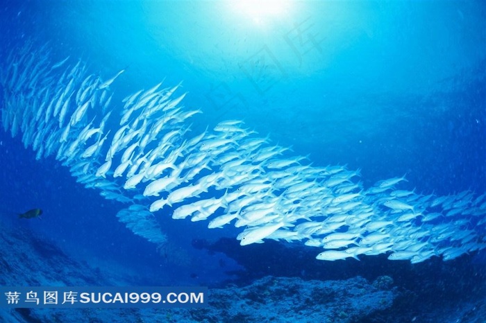 海洋生物深海鱼群高清写真