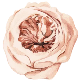 鲜花玫瑰免扣素材