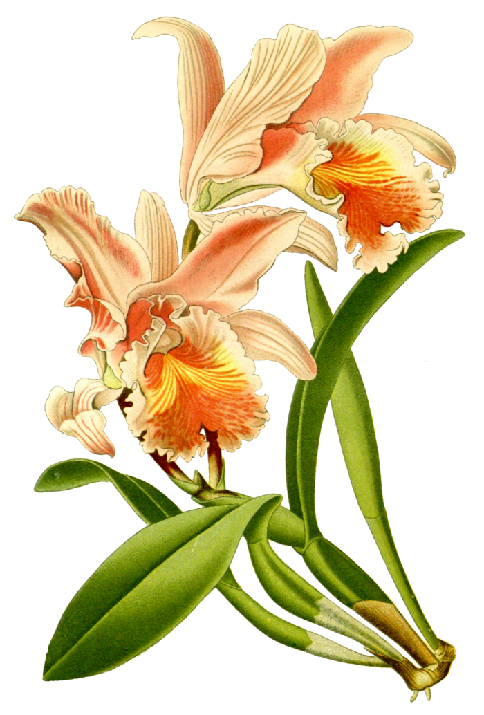 复古手绘植物花卉插画 免抠