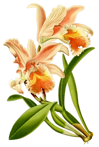 复古手绘植物花卉插画 免抠