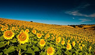 向日葵花海鲜花图片
