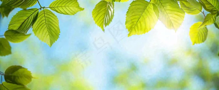 春天阳光绿叶嫩芽清新，立春春分摄影图(1712x704)