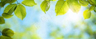 春天阳光绿叶嫩芽清新，立春春分摄影图