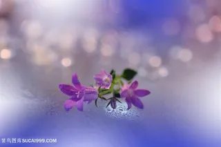 高清唯美紫色小花鲜花摄影图片