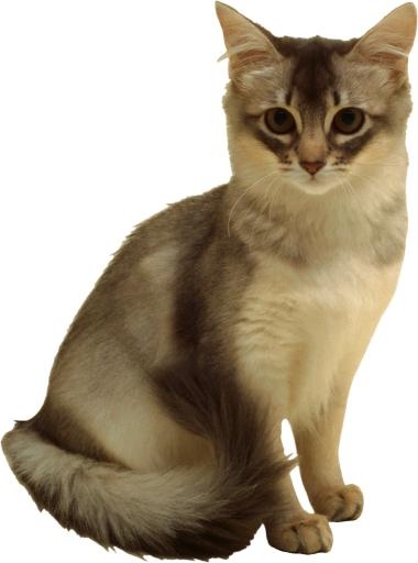 猫 PNG免抠(1767x2376)