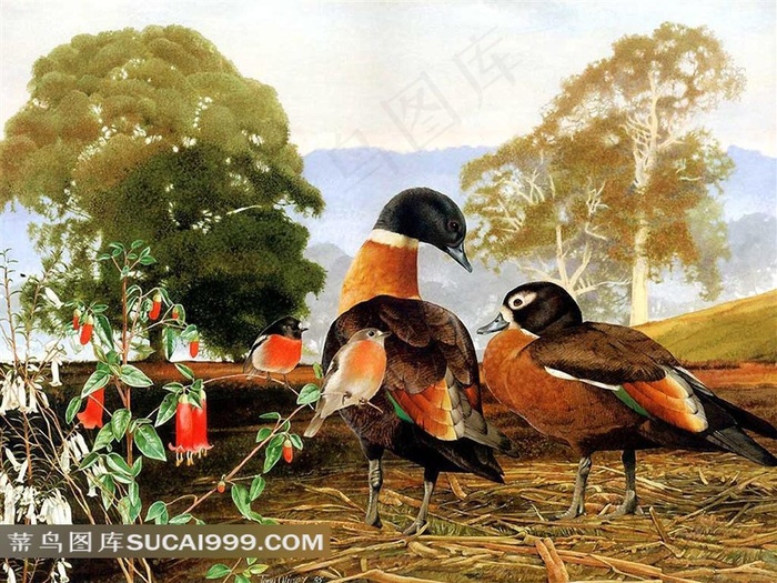 手绘野鸭小鸟插画艺术