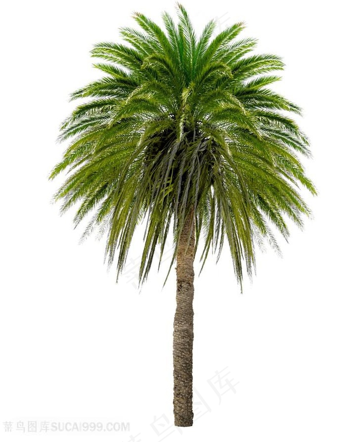 绿色树木种类类型高清图片