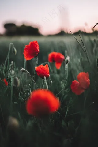 红色罂粟花微距图片