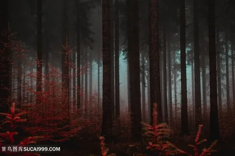 昏暗阴郁的森林深处