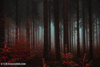 昏暗阴郁的森林深处