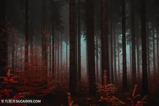 昏暗阴郁的森林深处
