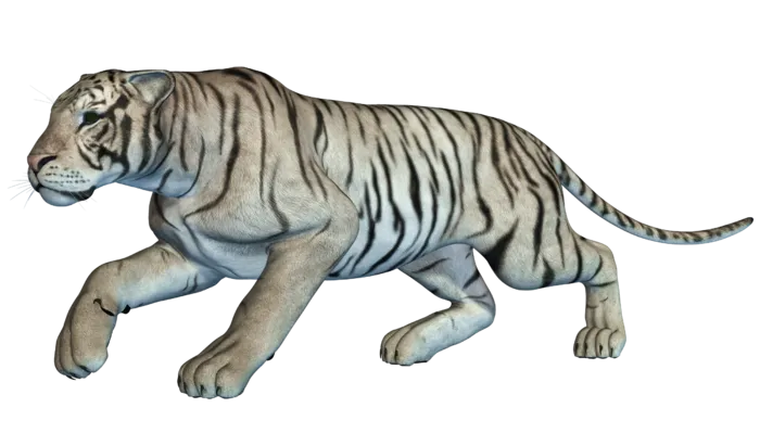 老虎动物园百兽之王虎王野生老虎动物白虎